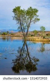 Trees And Mountains In Central Californian Wetlands (swamp/bog), Near The Sierra Nevada Mountain Range. Clouds In The Sky.