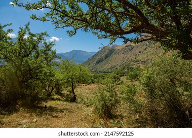 Trees and mountains at Madonie Regional Natural Park (Parco delle Madonie). Palermo, Sicily, Italy.