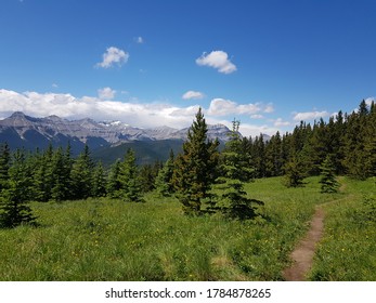 Trees Mountains Mount Hoffman Alberta Canada