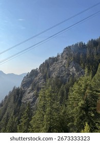 trees with mountains side view