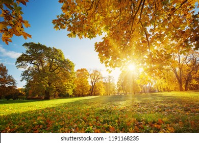 trees with multicolored leaves on the grass in the park. Maple foliage in sunny autumn. Sunlight in early morning in forest