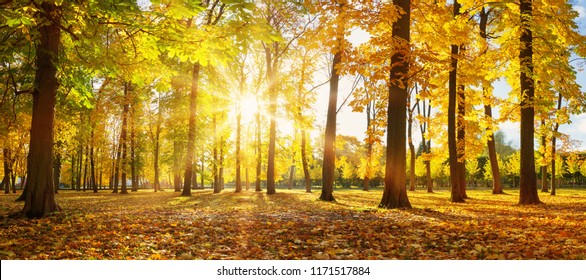 trees with multicolored leaves in the park - Shutterstock ID 1171517884