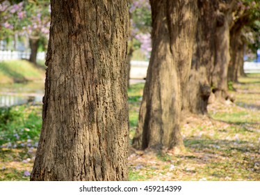 trees nature background