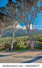 Trees And Nature Beside A Mountain Road On A Sunny Day Outside. Low Angle View Of A Mountain Peak In South Africa. Scenic Landscape Of A Remote Street Or Walking Path Near Table Mountain In Cape Town