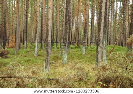 Similar – Image, Stock Photo buy a piece of forest?