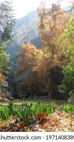 Trees in Nature, Lamos Canyon in Autumn