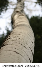 Trees In Nature From Low Viewpoint Perspective