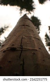 Trees In Nature From Low Viewpoint Perspective