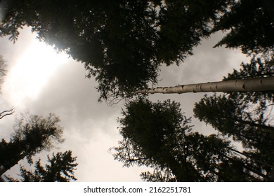 Trees In Nature From Low Viewpoint Perspective