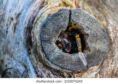 Trees In Nature Show Us A Stocky Trunk Full Of Unique Shapes In Its Bark.