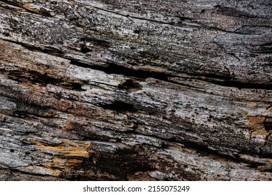 Trees In Nature Show Us A Stocky Trunk Full Of Unique Shapes In Its Bark.