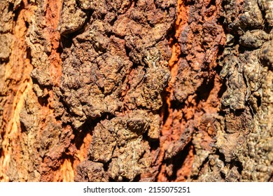 Trees In Nature Show Us A Stocky Trunk Full Of Unique Shapes In Its Bark.