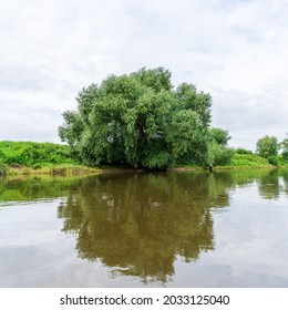 Trees Next To The Elbe River