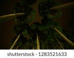 The trees at night.