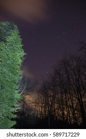 trees at night