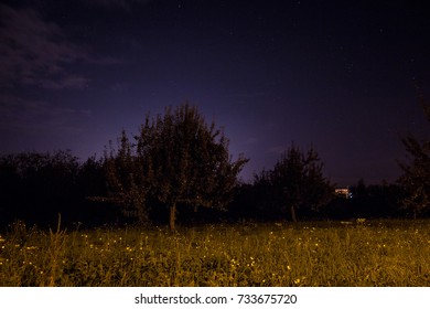 Trees at Night
