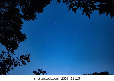 Trees in the night against the background of the starry sky - Powered by Shutterstock