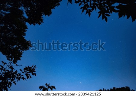 Trees in the night against the background of the starry sky