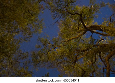 Trees nightscape