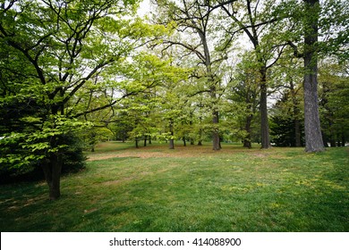 Trees At Notre Dame Of Maryland University, In Baltimore, Maryland.