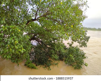 Trees On The Banks Of The Kelantan River