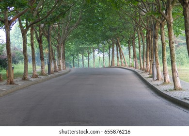 Trees on both sides of the road