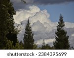Trees on a cloudy day