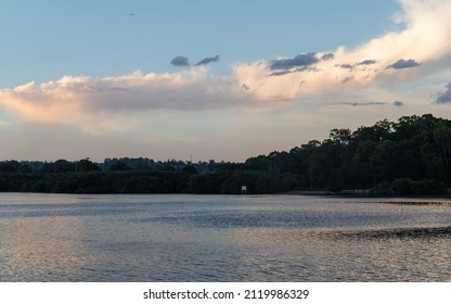 Trees On The Coastline Of Parramatta River.