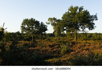 Trees On Common Land At Stoke	
