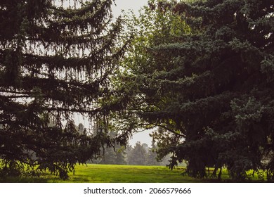 Trees On A Hazy Summer Day