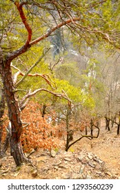 trees on a hill