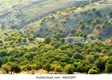 trees on hill