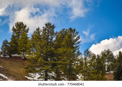 Trees on a Hill