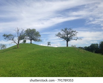 Trees on a hill