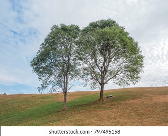 Trees on a hill