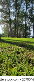 Trees On Lake Jackson In Florala Alabama 