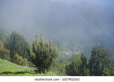 Trees on a mountain in a cloud