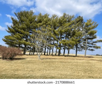 Trees On An Ohio Farm