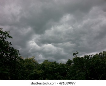 Trees on rain cloud background at rainy season