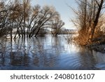 the trees on the river bank are flooded by the river Danube. the trees on the river bank are flooded by the river Danube in sunny day.