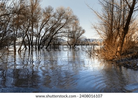 the trees on the river bank are flooded by the river Danube. the trees on the river bank are flooded by the river Danube in sunny day.