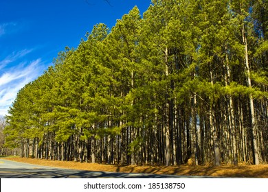 Trees on the Roadside