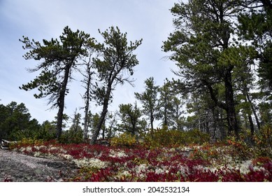 Trees On Rocks With Colorful Plants In Cape Breton National Park