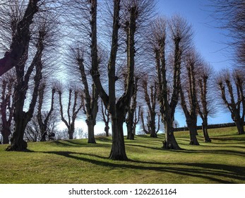 Trees on a row