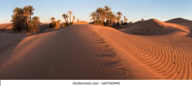 Trees On The Sahara Desert, Merzouga, Morocco
Colorful Sunset In The Desert Above The Oasis With Palm Trees And Sand Dunes.
Beautiful Natural Background -African Oasis. Global Warming In Africa