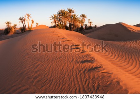 Trees on the Sahara desert, Merzouga, Morocco
Colorful sunset in the desert above the oasis with palm trees and sand dunes.
Beautiful natural background -African oasis. Global warming in Africa