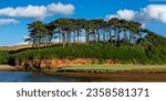 Trees on the sandy bank of the river. Riverbank trees. Riverbank panorama. Summer riverbank panoramic landscape