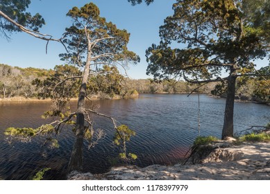 Trees On The Shore Of The Tannin-stained Water Of The Lagoon On The Eastern Shore Of Bribie Island, Queensland, Australia. A Child's Rope Swing Hangs From One Tree.