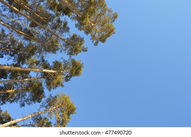 Trees on the sky