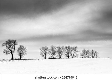 ペンシルベニア州アダムス郡の田園の雪に覆われた野原の木。の写真素材